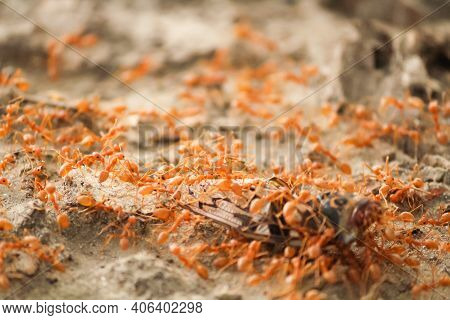 Close-up Shot Of Red Ants Scavenging A Dead Fly.