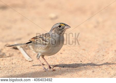 Grassland Sparrow (ammodramus Humeralis) On The Floor