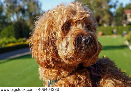 Cavapoo Dog Resting In The Sun At The Park, Mixed -breed Of Cavalier King Charles Spaniel And Poodle