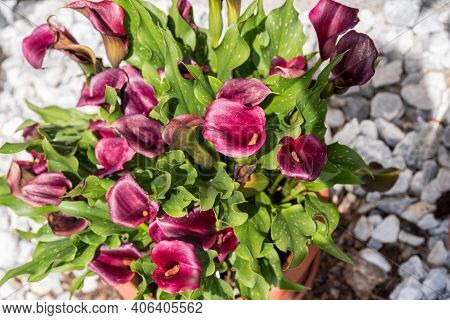 Burgundy Flowering House Plant Calla - Zantedeschia, Calla Blossom