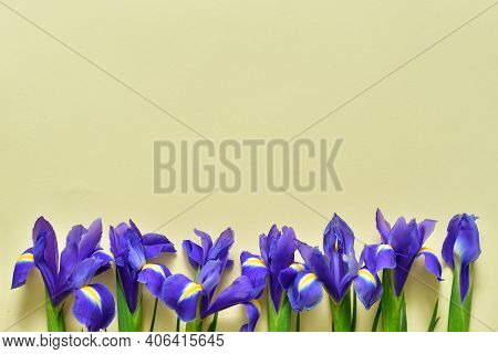 Iris Flowers Isolated On A Yellow Background.spring Mood. Copy Space For Text. Template Greeting Car