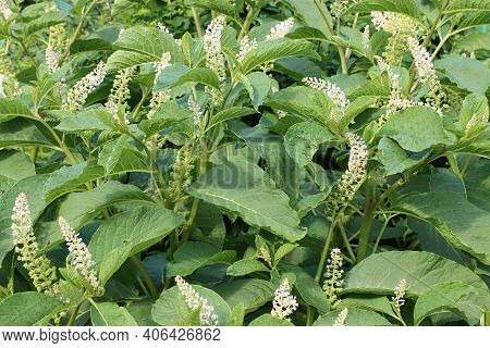 Lakonos Berry Blossoms With White Flowers, Close-up Shot