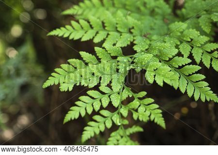 Fern Leaf In A Natural Environment, Rumohra Adiantiformis, With Droplets Of Water On It, After The R