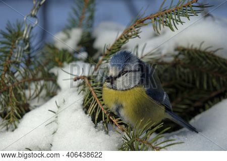 Bird Blue Tit In The Forest, Snowflakes And A Beautiful Branch Of The Christmas Tree. Wildlife Scene