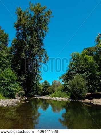 Trees By The Water - A Summer Scene Along Crabtree Creek At Larwood County Park - Near Lacomb, Or