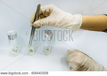 Graftage Of Micro Plants In Laboratory Of Biotechnology For In Vitro Cultivating In Test Tube