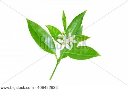 Neroli In Bloom. Orange Tree Branch With White Fragrant Flowers, Buds And Leaves Isolated On White.