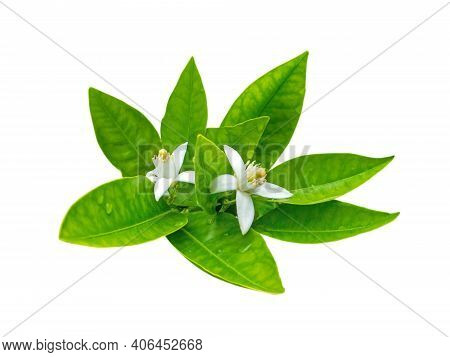 Bunch Of Orange Tree White Fragrant Flowers And Lush Green Leaves Isolated On White. Neroli Blossom.