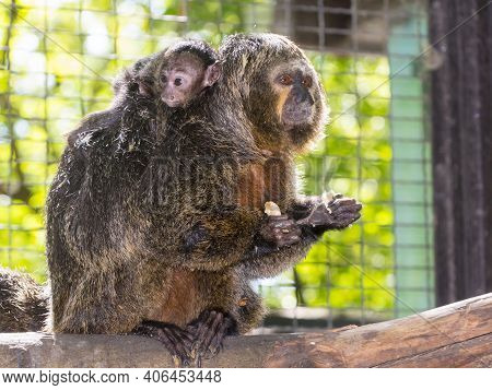 South American White-faced Saki On A Tree