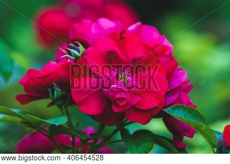 Hansaland Rose - Dark Crimson Red Roses Flowering In Summer Garden