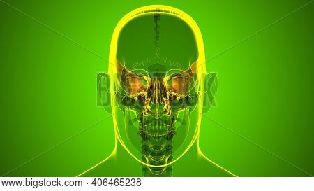 Human Skeleton Skull Sphenoid Bone Anatomy For Medical Concept