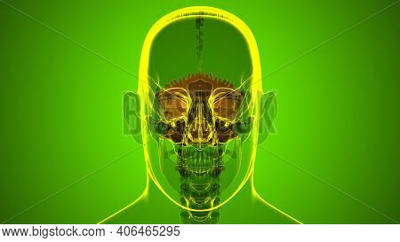 Human Skeleton Skull Occipital Bone Anatomy For Medical Concept