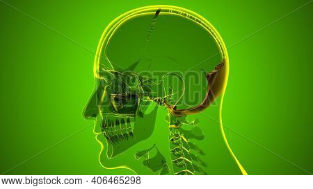 Human Skeleton Skull Occipital Bone Anatomy For Medical Concept