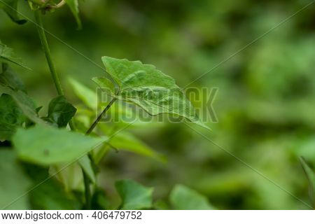 Climbing Hempweed Or Mikania Scandens Is A Branched Slender-stemmed Perennial Vine