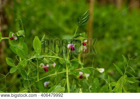Leguminosae Ideal Vegitable Or Pea Flower Or Motor Shuti Or Pisum Sativum