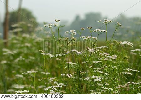 The Coriander Flowers Are Borne In Small Umbels, White Or Very Pale Pink, Asymmetrical, With The Pet