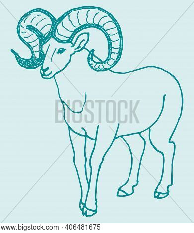 Sketch Of Indian Big Horn Sheep Or Goat Outline Editable Illustration