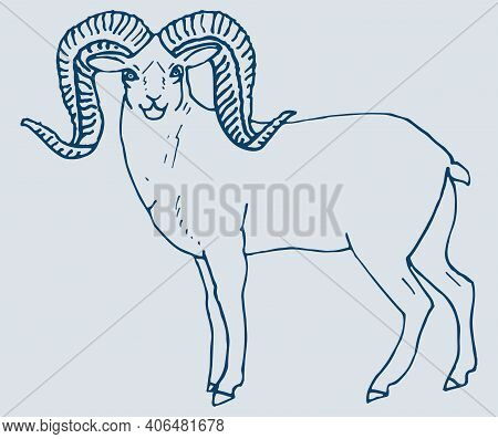 Sketch Of Indian Big Horn Sheep Or Goat Outline Editable Illustration