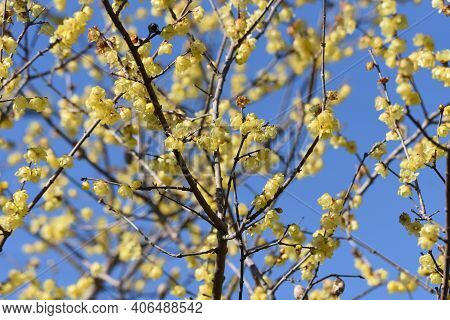 Wintersweet (japanese Allspice) Flowers / Calycanthaceae Deciduous Tree.