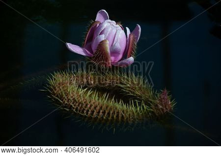 Victoria Amazonica Flower, Victoria Amazonica Lilac Color Between The Leaves Are Round, Floating Dis