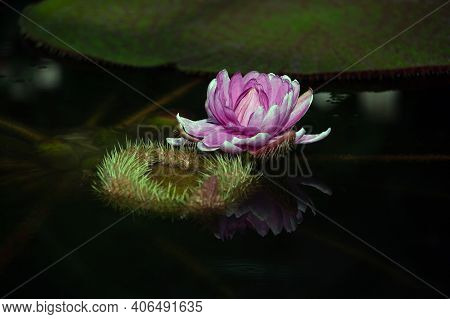 Victoria Amazonica Flower, Victoria Amazonica Lilac Color Between The Leaves Are Round, Floating Dis