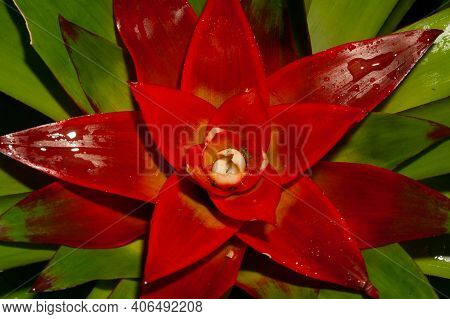 Vriesea Hybrid Bromeliaceae Plant, Bromeliaceae, Guzmania. Bromeliad Or Vriesea Flower In Garden. Cl