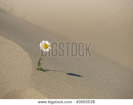 Overlevelse