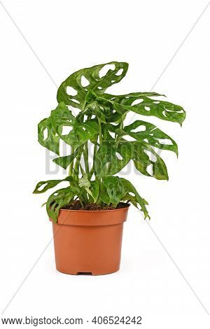 Small Tropical Houseplant With Botanic Name Monstera Adansonii, A Vine Houseplant In Flower Pot Isol