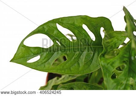 Leaf With Holes Of Tropical Houseplant With Botanic Name 'monstera Adansonii, A Vine Houseplant Isol