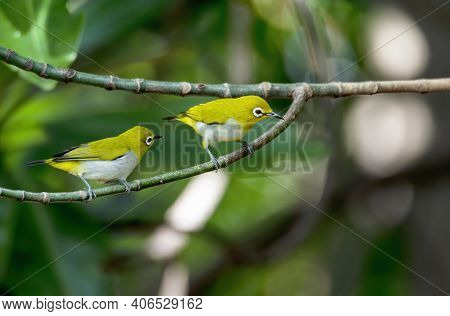 Swinhoe's White-eye Perching On Tree Branch , Thailand