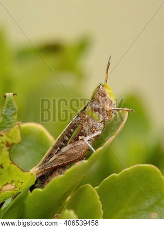 Adult Stridulating Slantface Grasshopper