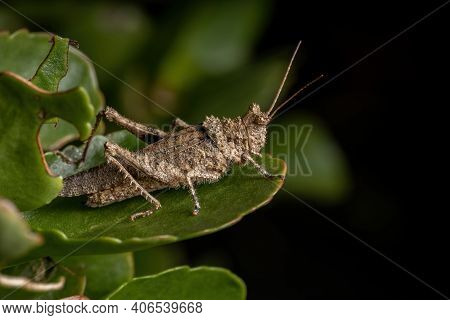 Short Horned Grasshopper