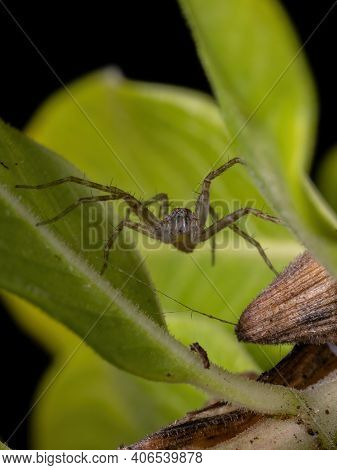 Nursery Web Spider