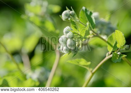 Burdock Arctium Lappa Thorny Flower Field. Food And Drinks Ingredient. Fresh Medicinal Plant. Season