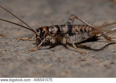 Small Field Cricket
