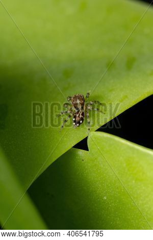 Small Jumping Spider