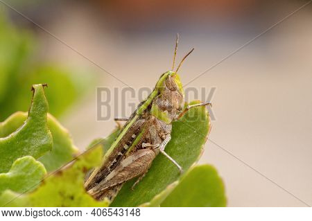 Adult Stridulating Slantface Grasshopper