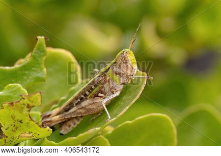 Adult Stridulating Slantface Grasshopper