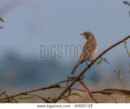 Bird Black-headed Bunting  Emberiza Melanocephala Perched Grass Blade