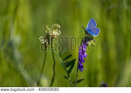Polyommatus Cyaniris Semiargus, Blue Mazarin. Butterfly Sits On A Purple Meadow Flower. Natural Blur