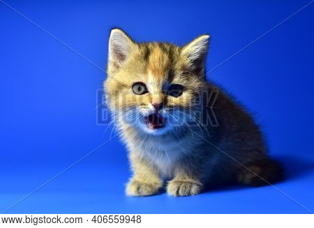 Small Kitten Of The British Chinchilla Breed On Blue Background. Little Baby Cat. The Cat Felis Catu