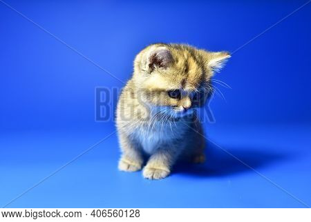 Small Kitten Of The British Chinchilla Breed On White Background. Little Baby Cat Lick. Babycat With
