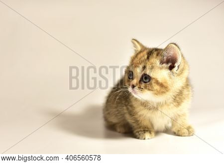 Small Kitten Of The British Chinchilla Breed. Little Baby Cat On White Background. Babycat. Family C