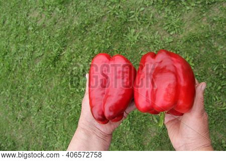 A Farmer Grandmother Holds Two Red Sweet Bell Peppers Against A Background Of Green Grass. The Conce