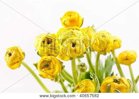Ranunculus giallo