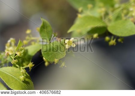Compact Burning Bush - Latin Name - Euonymus Alatus Compactus