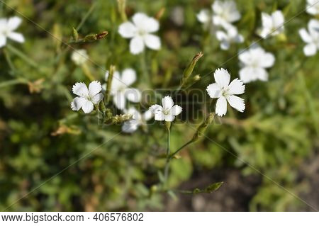 Maiden Pink White - Latin Name - Dianthus Deltoides Albus