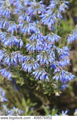 Balkan Endemic Blue Flower - Latin Name - Moltkia Petraea