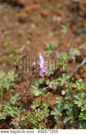 Dalmatian Cranesbill - Latin Name - Geranium Dalmaticum