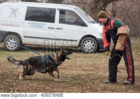 30.01.2021 Russia Krasnodar, Training For Protection Of Gray German Shepherd Working Breeding. Male